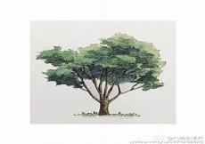 树根钢笔画